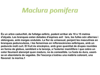 És un arbre caducifoli, de fullatge esfèric, podent arribar als 10 o 15 metres
d'alçada. Les branques estan dotades d'espines axil · lars, les fulles són alternes i
oblongues, amb marges ondulats. La flor és unisexual, penjant les masculines en
branques pedunculares, i les femenines en inflorescències esfèriques, amb un
peduncle molt curt. El fruit és sincárpico, amb gran quantitat de drupes reunides
en forma de globus, semblant a la taronja, a l'exterior mamilífero i que cobra un
color lleument ataronjat quan madura, no és comestible. La fusta és dura, usant-
se en ebenisteria de vegades. De l'escorça s'extreu una matèria colorant, una
flavonol: la morina.1
 