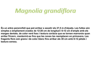 És un arbre perennifoli que pot arribar a assolir els 27,5 m d'alçada. Les fulles són
simples o àmpliament ovades de 12-20 cm de longitud i 6-12 cm d'ample amb els
marges dentats, de color verd fosc i textura coriàcia que es tornen marronós quan
arriba l'hivern, mantenint-se fins que les noves les reemplacen en primavera. Les
fragants flors són grans i de color blanc fins arribar als 30 cm amb 6-12 pètals i
textura cerosa.
 