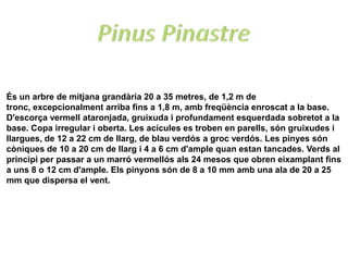És un arbre de mitjana grandària 20 a 35 metres, de 1,2 m de
tronc, excepcionalment arriba fins a 1,8 m, amb freqüència enroscat a la base.
D'escorça vermell ataronjada, gruixuda i profundament esquerdada sobretot a la
base. Copa irregular i oberta. Les acícules es troben en parells, són gruixudes i
llargues, de 12 a 22 cm de llarg, de blau verdós a groc verdós. Les pinyes són
còniques de 10 a 20 cm de llarg i 4 a 6 cm d'ample quan estan tancades. Verds al
principi per passar a un marró vermellós als 24 mesos que obren eixamplant fins
a uns 8 o 12 cm d'ample. Els pinyons són de 8 a 10 mm amb una ala de 20 a 25
mm que dispersa el vent.
 