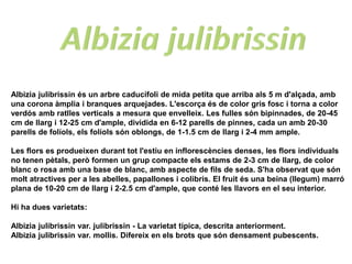 Albizia julibrissin és un arbre caducifoli de mida petita que arriba als 5 m d'alçada, amb
una corona àmplia i branques arquejades. L'escorça és de color gris fosc i torna a color
verdós amb ratlles verticals a mesura que envelleix. Les fulles són bipinnades, de 20-45
cm de llarg i 12-25 cm d'ample, dividida en 6-12 parells de pinnes, cada un amb 20-30
parells de folíols, els folíols són oblongs, de 1-1.5 cm de llarg i 2-4 mm ample.

Les flors es produeixen durant tot l'estiu en inflorescències denses, les flors individuals
no tenen pètals, però formen un grup compacte els estams de 2-3 cm de llarg, de color
blanc o rosa amb una base de blanc, amb aspecte de fils de seda. S'ha observat que són
molt atractives per a les abelles, papallones i colibrís. El fruit és una beina (llegum) marró
plana de 10-20 cm de llarg i 2-2.5 cm d'ample, que conté les llavors en el seu interior.

Hi ha dues varietats:

Albizia julibrissin var. julibrissin - La varietat típica, descrita anteriorment.
Albizia julibrissin var. mollis. Difereix en els brots que són densament pubescents.
 