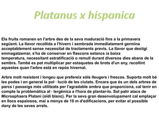 Els fruits romanen en l'arbre des de la seva maduració fins a la primavera
següent. La llavor recollida a l'hivern i sembrada immediatament germina
acceptablement sense necessitat de tractaments previs. La llavor que desitgi
emmagatzemar, s'ha de conservar en flascons estancs ia baixa
temperatura, necessitant estratificació o remull durant diversos dies abans de la
sembra. També es pot multiplicar per estaquetes de brots d'un any, recollint
aquestes quan l'arbre està en repòs hivernal.

Arbre molt resistent i longeu que prefereix sòls lleugers i frescos. Suporta molt bé
les podes i en general la pol · lució de les ciutats. Encara que és un dels arbres de
parcs i passeigs més utilitzats per l'agradable ombra que proporciona, cal tenir en
compte la problemàtica al · lergènica a l'hora de plantar-lo. Sol patir atacs de
Microsphaera Platani (oïdi blanc). Per la seva gran desenvolupament cal emplaçar
en llocs espaiosos, mai a menys de 10 m d'edificacions, per evitar el possible
dany de les seves arrels.
 