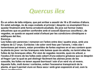 És un arbre de talla mitjana, que pot arribar a assolir de 16 a 25 metres d'altura.
En estat salvatge, és de copa ovalada al principi i després va eixamplant fins a
quedar finalment amb forma arrodonit-aixafada. De jove sol formar mates
arbustives que es podrien confondre amb el coscoll (Quercus coccifera) i, de
vegades, es queda en aquest estat d'arbust per les condicions climàtiques o
edàfiques del lloc.
Escorça.
Les fulles són perennes i romanen en l'arbre entre dos i quatre anys, amb una
mitjana de 2,7 anys. Coriàcies i de color verd fosc per l'anvers, i més clar i
tomentoses pel revers, estan proveïdes de fortes espines en el seu contorn quan
la planta és jove i en les branques més baixes quan és adulta, no tenint elles les
fulles de les branques altes. Per això de vegades recorda, quan és arbust, a
l'acebo.2 El revers de les fulles està cobert d'una esborra grisácea que es desprèn
al fregar-i per la qual es pot distingir fàcilment les alzines joves de les
coscolls, les fulles no tenen aquest borrissol i són d'un verd viu al revers.
Aquests fulls, molt dures i coriàcies, eviten l'excessiva transpiració de la
planta, el que li permet viure en llocs secs i amb gran exposició al sol, com la
 