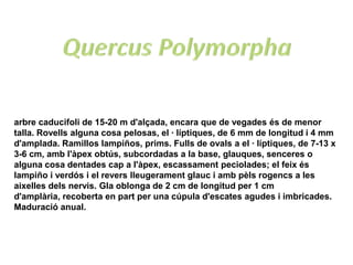 arbre caducifoli de 15-20 m d'alçada, encara que de vegades és de menor
talla. Rovells alguna cosa pelosas, el · líptiques, de 6 mm de longitud i 4 mm
d'amplada. Ramillos lampiños, prims. Fulls de ovals a el · líptiques, de 7-13 x
3-6 cm, amb l'àpex obtús, subcordadas a la base, glauques, senceres o
alguna cosa dentades cap a l'àpex, escassament peciolades; el feix és
lampiño i verdós i el revers lleugerament glauc i amb pèls rogencs a les
aixelles dels nervis. Gla oblonga de 2 cm de longitud per 1 cm
d'amplària, recoberta en part per una cúpula d'escates agudes i imbricades.
Maduració anual.
 