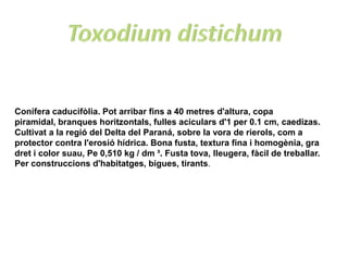 Conífera caducifòlia. Pot arribar fins a 40 metres d'altura, copa
piramidal, branques horitzontals, fulles aciculars d'1 per 0.1 cm, caedizas.
Cultivat a la regió del Delta del Paraná, sobre la vora de rierols, com a
protector contra l'erosió hídrica. Bona fusta, textura fina i homogènia, gra
dret i color suau, Pe 0,510 kg / dm ³. Fusta tova, lleugera, fàcil de treballar.
Per construccions d'habitatges, bigues, tirants.
 