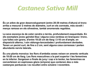 És un arbre de gran desenvolupament (entre 20-30 metres d'altura) el tronc
arriba a mesurar 2 metres de diàmetre, curt en els conreats, més esvelt i
menys ramoso en els silvestres, també anomenats regoldos.

La seva escorça és de color cendra o terrós, profundament esquerdada. En
els exemplars joves gairebé llisa i alguna cosa verdosa en branques i tronc.
Les fulles són grans, d'entre 10-25 cm de llarg i 3-10 cm d'ample, en
disposició alterna, i són oblongo-lanceolades i profundament dentades.
Tenen un pecíol curt, de fins a 2 cm, sent alguna cosa correosas i porten
abundants nervis laterals.

És una planta monoica: les flors d'ambdós sexes neixen en aments verticals
de 10-20 cm de llarg. Les flors masculines a la part superior i les femenines
en la inferior. Sorgeixen a finals de juny i cap a la tardor, les femenines es
converteixen en espinoses glans (eriçons) que contenen dos o més
castanyes parduzcas i es recullen entre octubre i novembre.
 