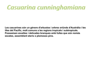 Les casuarines són un gènere d'arbustos i arbres oriünds d'Austràlia i les
illes del Pacífic, molt comuns a les regions tropicals i subtropicals.
Posseeixen esveltes i delicades branques amb fulles que són només
escates, assemblant eteris o plomosos pins.
 