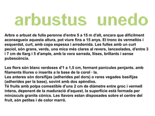 Arbre o arbust de fulla perenne d'entre 5 a 15 m d'alt, encara que difícilment
aconsegueix aquesta altura, pot viure fins a 15 anys. El tronc és vermellós i
esquerdat, curt, amb copa espessa i arrodonida. Les fulles amb un curt
pecíol, són grans, verds, una mica més clares al revers, lanceolades, d'entre 3
i 7 cm de llarg i 5 d'ample, amb la vora serrada, llises, brillants i sense
pubescència.

Les flors són blanc verdoses d'1 a 1,5 cm, formant panícules penjants. amb
filaments lliures o inserits a la base de la corol · la.
Les anteres són dorsifijas (adherides pel dors) o rares vegades basifijas
(adherides per la base), sovint amb dos apèndixs.
Té fruits amb polpa comestible d'uns 2 cm de diàmetre entre groc i vermell
intens, depenent de la maduració d'aquest, la superfície està formada per
minúsculs granits cònics. Les llavors estan disposades sobre el centre del
fruit, són petites i de color marró.
 