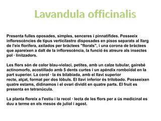 Presenta fulles oposades, simples, senceres i pinnatífides. Posseeix
inflorescències de tipus verticilastro disposades en pisos separats al llarg
de l'eix florífera, axilados per bràctees "florals", i una corona de bràctees
que apareixen a dalt de la inflorescència, la funció és atreure als insectes
pol · linitzadors.

Les flors són de color blau-violaci, petites, amb un calze tubular, gairebé
actinomorfo, acostillado amb 5 dents curtes i un apèndix romboïdal en la
part superior. La corol · la és bilabiada, amb el llavi superior
recte, alçat, format per dos lòbuls. El llavi inferior és trilobado. Posseeixen
quatre estams, didínamos i el ovari dividit en quatre parts. El fruit es
presenta en tetranúcula.

La planta floreix a l'estiu i la recol · lecta de les flors per a ús medicinal es
duu a terme en els mesos de juliol i agost.
 