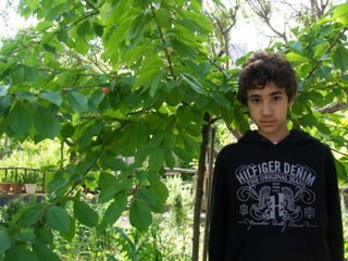 Cirerer
 Nom vulgar català: Cirerer
 Nom vulgar en Anglés: Cherry tree
 Altres nom Vulgars: Cerezo
 Nom Científic: Prunus avium
 Data de recollida: 13 /5/2012
 Lloc d’Observació: Jardí
 Usos tradicionals de la planta: Planta
  d’alimentacio
 Altres dades: Te unes flos boniques
 