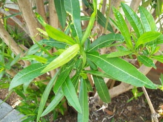 Balandre

 Nom vulgar català: Balandre
 Nom vulgar en Anglés: Rosebay
 Altres nom Vulgars: Adelfa
 Nom Científic: Nerium oleander
 Data de recollida: 13 /5/2012
 Lloc d’Observació: Jardí
 Usos tradicionals de la planta: Planta de decoració
 Altres dades: Te unes flos boniques
 