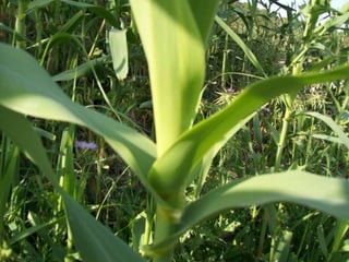 Canya


Nom vulgar català: Canya
Nom vulgar en Anglés: Cane
Altres nom Vulgars: Caña
Nom Científic: Arundo donax
Data de recollida: 13 /5/2012
Lloc d’Observació: Jardí
Usos tradicionals de la planta: S'utilitza com a tallavent
Altres dades: És troba a prop dels rius
 