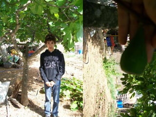 Nom vulgar català: Figuera
Nom vulgar en Anglés: Fig tree
Altres nom Vulgars: Higuera
Nom Científic: Ficus Carica
Data de recollida: 13 /5/2012
Lloc d’Observació: Jardí
Usos tradicionals de la planta: Planta d’aliment
Altres dades: Fa un fruit que és diu figa
 