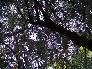 Nom vulgar català: Olivera
Nom vulgar en Anglés: Olive
Altres nom Vulgars: OlivoNom Científic: Olea
europaea
Data de recollida: 13 /5/2012
Lloc d’Observació: Jardí
Usos tradicionals de la planta: Planta d’aliment
Altres dades: Fa un fruit que és diu oliva
 