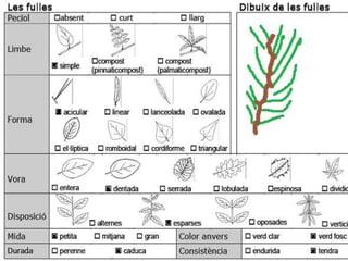 XIPRÉS

Nom vulgar català: Xiprés
Nom vulgar en Anglés: Cypress
Altres nom Vulgars: Ciprés
Nom Científic: Crupessus sempervivens
Data de recollida: 13 /5/2012
Lloc d’Observació: Jardí
Usos tradicionals de la planta: Planta de decoració
Altres dades: Fa un fruit rodó
 