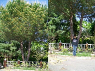 PI PINYER


Nom vulgar català: Pi pinyer
Nom vulgar en Anglés: Stone pine
Altres nom Vulgars: Pin parasol
Nom Científic: Pinus pinea
Data de recollida: 13 /5/2012
Lloc d’Observació: Jardí
Usos tradicionals de la planta: Travesses de ferrocarrils
Altres dades: Fa un fruit el pinyó molt apreciat
 