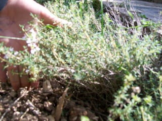 Farigola

• Nom vulgar català: Farigola
• Nom vulgar en Anglés: Thyme
• Altres nom Vulgars: Tomillo
• Nom Científic: Thymus vulgaris
• Data de recollida: 13 /5/2012
• Lloc d’Observació: Jardí
• Usos tradicionals de la planta: Planta de
  decoració
• Altres dades: Fa bona olor
 