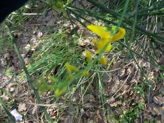 Ginesta

            Nom vulgar català: Ginesta
          Nom vulgar en Anglés: Broom
       Altres nom Vulgars: Retama de olor
        Nom Científic: Spartium junceum
           Data de recollida: 13 /5/2012
             Lloc d’Observació: Jardí
Usos tradicionals de la planta: Planta de decoració
           Altres dades: Te moltes flors
 