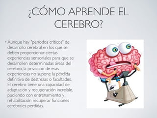 ¿CÓMO APRENDE EL
                CEREBRO?
• Aunque   hay "períodos críticos" de
 desarrollo cerebral en los que se
 deben proporcionar ciertas
 experiencias sensoriales para que se
 desarrollen determinadas áreas del
 cerebro, la privación de esas
 experiencias no supone la pérdida
 deﬁnitiva de destrezas o facultades.
 El cerebro tiene una capacidad de
 adaptación y recuperación increíble,
 pudiendo con entrenamiento y
 rehabilitación recuperar funciones
 cerebrales perdidas.
 