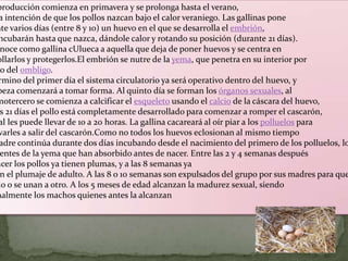 producción comienza en primavera y se prolonga hasta el verano,
   REPRODUCION
 a intención de que los pollos nazcan bajo el calor veraniego. Las gallinas pone
nte varios días (entre 8 y 10) un huevo en el que se desarrolla el embrión,
 ncubarán hasta que nazca, dándole calor y rotando su posición (durante 21 días).
  noce como gallina cUlueca a aquella que deja de poner huevos y se centra en
ollarlos y protegerlos.El embrión se nutre de la yema, que penetra en su interior por
  o del ombligo.
 rmino del primer día el sistema circulatorio ya será operativo dentro del huevo, y
beza comenzará a tomar forma. Al quinto día se forman los órganos sexuales, al
motercero se comienza a calcificar el esqueleto usando el calcio de la cáscara del huevo,
  s 21 días el pollo está completamente desarrollado para comenzar a romper el cascarón,
 al les puede llevar de 10 a 20 horas. La gallina cacareará al oír piar a los polluelos para
 varles a salir del cascarón.Como no todos los huevos eclosionan al mismo tiempo
 adre continúa durante dos días incubando desde el nacimiento del primero de los polluelos, lo
  entes de la yema que han absorbido antes de nacer. Entre las 2 y 4 semanas después
acer los pollos ya tienen plumas, y a las 8 semanas ya
  n el plumaje de adulto. A las 8 o 10 semanas son expulsados del grupo por sus madres para que
 io o se unan a otro. A los 5 meses de edad alcanzan la madurez sexual, siendo
malmente los machos quienes antes la alcanzan
 