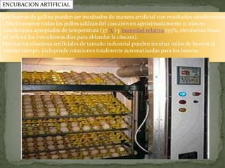 ENCUBACION ARTIFICIAL

Los huevos de gallina pueden ser incubados de manera artificial con resultados satisfactorios
. Prácticamente todos los pollos saldrán del cascarón en aproximadamente 21 días en
 condiciones apropiadas de temperatura (37 °C) y humedad relativa (55%, elevándola hasta
 el 70% en los tres últimos días para ablandar la cáscara).
Muchas incubadoras artificiales de tamaño industrial pueden incubar miles de huevos al
 mismo tiempo, incluyendo rotaciones totalmente automatizadas para los huevos.
 