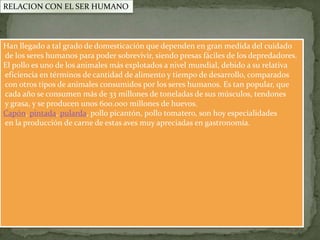 RELACION CON EL SER HUMANO



Han llegado a tal grado de domesticación que dependen en gran medida del cuidado
de los seres humanos para poder sobrevivir, siendo presas fáciles de los depredadores.
El pollo es uno de los animales más explotados a nivel mundial, debido a su relativa
eficiencia en términos de cantidad de alimento y tiempo de desarrollo, comparados
con otros tipos de animales consumidos por los seres humanos. Es tan popular, que
cada año se consumen más de 33 millones de toneladas de sus músculos, tendones
y grasa, y se producen unos 600.000 millones de huevos.
Capón, pintada, pularda, pollo picantón, pollo tomatero, son hoy especialidades
en la producción de carne de estas aves muy apreciadas en gastronomía.
 
