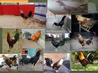 IMÁGENES DE GALLOS
 