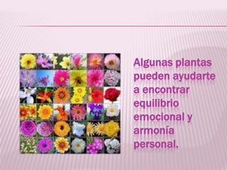 Algunas plantas
pueden ayudarte
a encontrar
equilibrio
emocional y
armonía
personal.