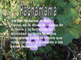 •La Pachamama, o Madre
Tierra, es la diosa femenina de
la tierra y la fertilidad, una
divinidad agrícola benigna
concebida como la madre que
nutre, protege y sustenta a los
seres humanos.
 