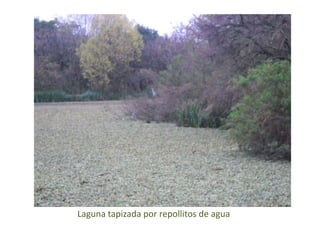 Laguna tapizada por repollitos de agua
 