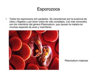 Esporozoos <ul><li>Todos los esporozoos son parásitos. Se caracterizan por la ausencia de cilios y flagelos y por tener ci...