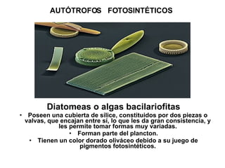 AUTÓTROFOS  FOTOSINTÉTICOS <ul><li>Diatomeas o algas bacilariofitas </li></ul><ul><li>Poseen una cubierta de sílice, const...
