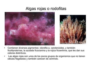 Algas rojas o rodofitas <ul><li>Contienen diversos pigmentos: clorofila a, carotenoides, y también ficoiliproteínas, la az...