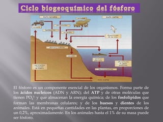 El fósforo es un componente esencial de los organismos. Forma parte de
los ácidos nucleicos (ADN y ARN); del ATP y de otras moléculas que
tienen PO43- y que almacenan la energía química; de los fosfolípidos que
forman las membranas celulares; y de los huesos y dientes de los
animales. Está en pequeñas cantidades en las plantas, en proporciones de
un 0,2%, aproximadamente. En los animales hasta el 1% de su masa puede
ser fósforo.
 
