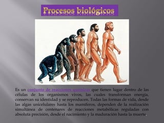 Es un conjunto de reacciones químicas que tienen lugar dentro de las
células de los organismos vivos, las cuales transforman energía,
conservan su identidad y se reproducen. Todas las formas de vida, desde
las algas unicelulares hasta los mamíferos, dependen de la realización
simultánea de centenares de reacciones metabólicas reguladas con
absoluta precisión, desde el nacimiento y la maduración hasta la muerte.
 