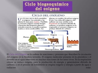 El Ciclo del Oxígeno es la cadena de reacciones y procesos que describen la circulación
del oxígeno en la biosfera terrestre. El oxígeno molecular presente en la atmósfera y el
disuelto en el agua interviene en muchas reacciones de los seres vivos. En la respiración
celular se reduce oxígeno para la producción de energía y generándose dióxido de
carbono, y en el proceso de fotosíntesis se origina oxígeno y energía a partir de agua y
radiación                                                                           solar.
 