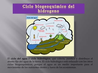 El ciclo del agua o ciclo hidrológico, que colecta, purifica y distribuye el
abasto fijo del agua de la tierra. El ciclo hidrológico está enlazado con los otros
ciclos biogeoquímicos, porque el agua es un medio importante para el
movimiento de los nutrientes dentro y fuera de los ecosistemas.
 