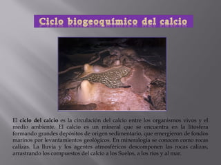 El ciclo del calcio es la circulación del calcio entre los organismos vivos y el
medio ambiente. El calcio es un mineral que se encuentra en la litosfera
formando grandes depósitos de origen sedimentario, que emergieron de fondos
marinos por levantamientos geológicos. En mineralogía se conocen como rocas
calizas. La lluvia y los agentes atmosféricos descomponen las rocas calizas,
arrastrando los compuestos del calcio a los Suelos, a los ríos y al mar.
 