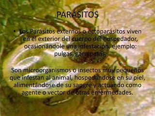 PARÁSITOS
 • Los Parásitos externos o ectoparásitos viven
    en el exterior del cuerpo del hospedador,
     ocasionándole una infestación, ejemplo:
                pulgas, garrapatas,

Son microorganismos o insectos muy pequeños
que infestan al animal, hospedándose en su piel,
 alimentándose de su sangre y actuando como
    agente o vector de otras enfermedades.
 