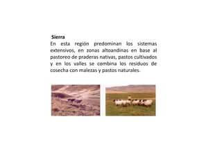 Sierra
En esta región predominan los sistemas
extensivos, en zonas altoandinas en base al
pastoreo de praderas nativas, pastos cultivados
y en los valles se combina los residuos de
cosecha con malezas y pastos naturales.
 