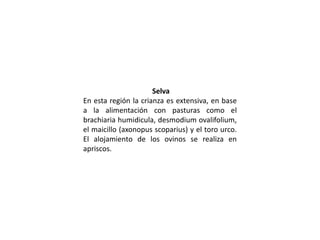 Selva
En esta región la crianza es extensiva, en base
a la alimentación con pasturas como el
brachiaria humidicula, desmodium ovalifolium,
el maicillo (axonopus scoparius) y el toro urco.
El alojamiento de los ovinos se realiza en
apriscos.
 