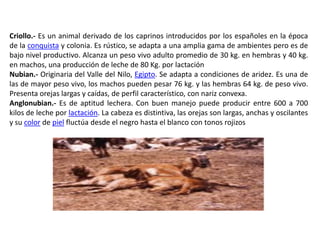 Criollo.- Es un animal derivado de los caprinos introducidos por los españoles en la época
de la conquista y colonia. Es rústico, se adapta a una amplia gama de ambientes pero es de
bajo nivel productivo. Alcanza un peso vivo adulto promedio de 30 kg. en hembras y 40 kg.
en machos, una producción de leche de 80 Kg. por lactación
Nubian.- Originaria del Valle del Nilo, Egipto. Se adapta a condiciones de aridez. Es una de
las de mayor peso vivo, los machos pueden pesar 76 kg. y las hembras 64 kg. de peso vivo.
Presenta orejas largas y caídas, de perfil característico, con nariz convexa.
Anglonubian.- Es de aptitud lechera. Con buen manejo puede producir entre 600 a 700
kilos de leche por lactación. La cabeza es distintiva, las orejas son largas, anchas y oscilantes
y su color de piel fluctúa desde el negro hasta el blanco con tonos rojizos
 
