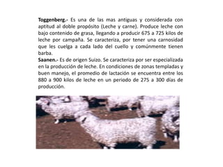 Toggenberg.- Es una de las mas antiguas y considerada con
aptitud al doble propósito (Leche y carne). Produce leche con
bajo contenido de grasa, llegando a producir 675 a 725 kilos de
leche por campaña. Se caracteriza, por tener una carnosidad
que les cuelga a cada lado del cuello y comúnmente tienen
barba.
Saanen.- Es de origen Suizo. Se caracteriza por ser especializada
en la producción de leche. En condiciones de zonas templadas y
buen manejo, el promedio de lactación se encuentra entre los
880 a 900 kilos de leche en un periodo de 275 a 300 días de
producción.
 