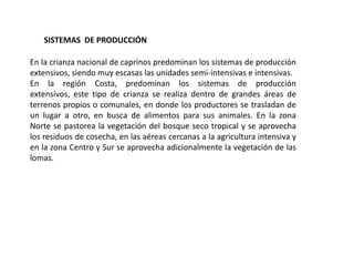 SISTEMAS DE PRODUCCIÓN

En la crianza nacional de caprinos predominan los sistemas de producción
extensivos, siendo muy escasas las unidades semi-intensivas e intensivas.
En la región Costa, predominan los sistemas de producción
extensivos, este tipo de crianza se realiza dentro de grandes áreas de
terrenos propios o comunales, en donde los productores se trasladan de
un lugar a otro, en busca de alimentos para sus animales. En la zona
Norte se pastorea la vegetación del bosque seco tropical y se aprovecha
los residuos de cosecha, en las aéreas cercanas a la agricultura intensiva y
en la zona Centro y Sur se aprovecha adicionalmente la vegetación de las
lomas.
 