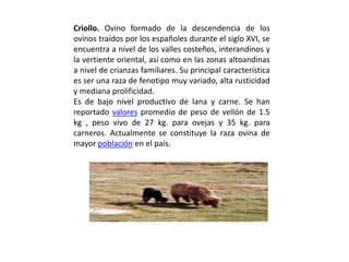 Criollo. Ovino formado de la descendencia de los
ovinos traídos por los españoles durante el siglo XVI, se
encuentra a nivel de los valles costeños, interandinos y
la vertiente oriental, así como en las zonas altoandinas
a nivel de crianzas familiares. Su principal característica
es ser una raza de fenotipo muy variado, alta rusticidad
y mediana prolificidad.
Es de bajo nivel productivo de lana y carne. Se han
reportado valores promedio de peso de vellón de 1.5
kg , peso vivo de 27 kg. para ovejas y 35 kg. para
carneros. Actualmente se constituye la raza ovina de
mayor población en el país.
 