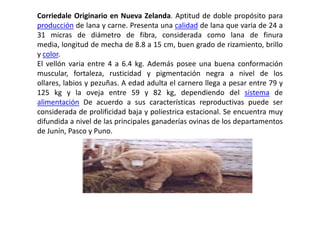 Corriedale Originario en Nueva Zelanda. Aptitud de doble propósito para
producción de lana y carne. Presenta una calidad de lana que varia de 24 a
31 micras de diámetro de fibra, considerada como lana de finura
media, longitud de mecha de 8.8 a 15 cm, buen grado de rizamiento, brillo
y color.
El vellón varia entre 4 a 6.4 kg. Además posee una buena conformación
muscular, fortaleza, rusticidad y pigmentación negra a nivel de los
ollares, labios y pezuñas. A edad adulta el carnero llega a pesar entre 79 y
125 kg y la oveja entre 59 y 82 kg, dependiendo del sistema de
alimentación De acuerdo a sus características reproductivas puede ser
considerada de prolificidad baja y poliestrica estacional. Se encuentra muy
difundida a nivel de las principales ganaderías ovinas de los departamentos
de Junín, Pasco y Puno.
 