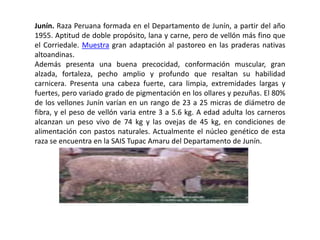 Junín. Raza Peruana formada en el Departamento de Junín, a partir del año
1955. Aptitud de doble propósito, lana y carne, pero de vellón más fino que
el Corriedale. Muestra gran adaptación al pastoreo en las praderas nativas
altoandinas.
Además presenta una buena precocidad, conformación muscular, gran
alzada, fortaleza, pecho amplio y profundo que resaltan su habilidad
carnicera. Presenta una cabeza fuerte, cara limpia, extremidades largas y
fuertes, pero variado grado de pigmentación en los ollares y pezuñas. El 80%
de los vellones Junín varían en un rango de 23 a 25 micras de diámetro de
fibra, y el peso de vellón varia entre 3 a 5.6 kg. A edad adulta los carneros
alcanzan un peso vivo de 74 kg y las ovejas de 45 kg, en condiciones de
alimentación con pastos naturales. Actualmente el núcleo genético de esta
raza se encuentra en la SAIS Tupac Amaru del Departamento de Junín.
 