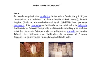 PRINCIPALES PRODUCTOS


Lana.
Es uno de los principales productos de los ovinos Corriedale y Junín, se
caracterizan por vellones de finura media (24-31 micras), buena
longitud (8-11 cm), alto rendimiento al lavado (65-70%) y buen grado de
resistencia. Este producto es destinado en su totalidad a la industria
textil nacional. Se cosecha durante las faenas de esquila que se realizan
entre los meses de Febrero y Marzo, utilizando el método de esquila
Tally-Hi. Los vellones son clasificados de acuerdo al Sistema
Peruano, luego prensados y enfardados en telas de yute.
 
