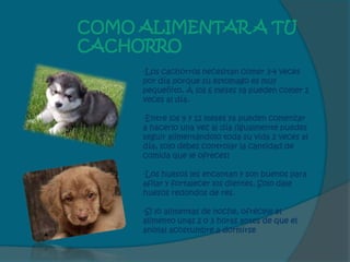COMO ALIMENTAR A TU
CACHORRO
     -Los cachorros necesitan comer 3-4 veces
     por día porque su estomago es muy
     pequeñito. A los 6 meses ya pueden comer 2
     veces al día.

     -Entre los 9 y 12 meses ya pueden comenzar
     a hacerlo una vez al día (igualmente puedes
     seguir alimentándolo toda su vida 2 veces al
     día, solo debes controlar la cantidad de
     comida que le ofreces)

     -Los huesos les encantan y son buenos para
     afilar y fortalecer los dientes. Solo dale
     huesos redondos de res.

     -Si lo alimentas de noche, ofrécele el
     alimento unas 2 o 3 horas antes de que el
     animal acostumbre a dormirse
 