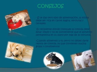 CONSEJOS

- Si le das otro tipo de alimentación, la misma
debe ser rica en carne magra, verduras y
cereales.

-El recipiente donde coloques la comida debe
estar limpio y no es conveniente que el alimento
permanezca en su plato por más de 30 minutos.

-Cuando alimentes a tu perro no debes darle
restos de comida, ya que contienen mucha
grasa y condimentos
 