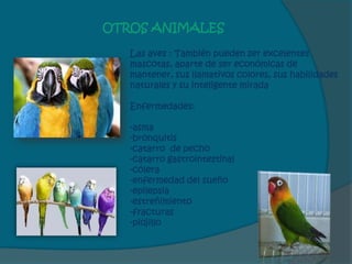 OTROS ANIMALES

   Las aves : También pueden ser excelentes
   mascotas, aparte de ser económicas de
   mantener, sus llamativos colores, sus habilidades
   naturales y su inteligente mirada

   Enfermedades:

   -asma
   -bronquitis
   -catarro de pecho
   -catarro gastrointestinal
   -cólera
   -enfermedad del sueño
   -epilepsia
   -estreñimiento
   -fracturas
   -piojillo
 